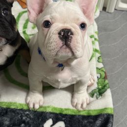 Dottie - White female French Bulldog puppy in Spanaway, Washington from Frog Faced Frenchies