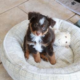 River - Red tri male Toy Australian Shepherd puppy in Albia, Iowa from J Bar M Toy and Mini Aussies