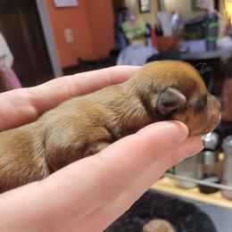Sable Girl - Liver female Yorkshire Terrier puppy in Overland, Missouri from Kim's Yorkshire Terriers