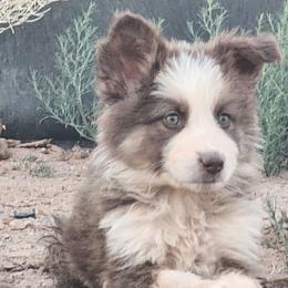 Tulip - Panda female German Shepherd puppy in Los Lunas, New Mexico from Mali's German Shepherds LLC