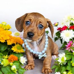 Dachshund Puppies from Yadkin Valley Dachshunds