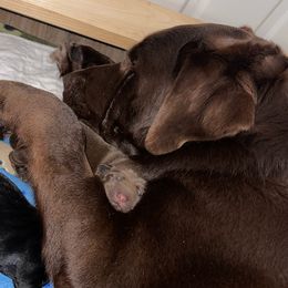 Labrador Retrievers from Precious Mountain View Labrador & Precious MT Silver Labrador