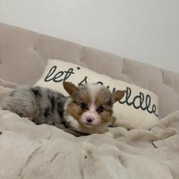 Clawdee - Black and tan female American Corgi puppy in Decatur, Texas from Bar S Corgis