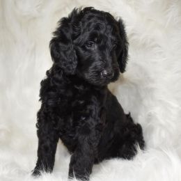 Goldendoodle Puppies from La Familia Doodle