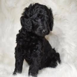 Goldendoodle Puppies from La Familia Doodle