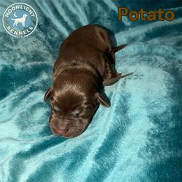 Potato - Chocolate male Labrador Retriever puppy in Elloree, South Carolina from Moonlight Kennels LLC