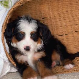 Bentley - Tri-color male Bernedoodle puppy in West Jordan, Utah from Doodles Friend