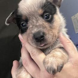 -Girl 1 - Blue female Australian Cattle Dog puppy in Kaufman, Texas from Emberwick Ranch