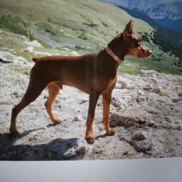 Drogo - Doberman Pinscher