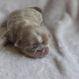 Kit Kat - Lilac female Shih Tzu puppy in Jenks, Oklahoma from Northstar Shih Tzu
