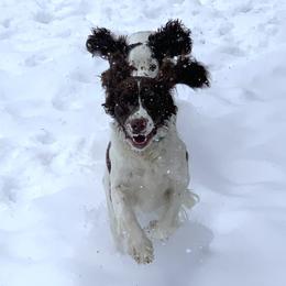 English Springer Spaniel Puppies from Bourbon Trail Springers