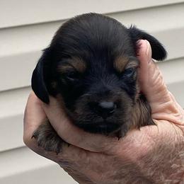 MIRA - Black and tan female Dachshund puppy in Elizabethtown, Kentucky from Teeny Tiny Puppy Tails