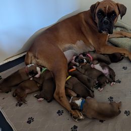 Boxer Puppies from Stillwater Kennel