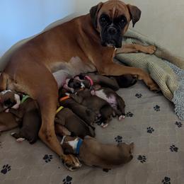 Boxer Puppies from Stillwater Kennel