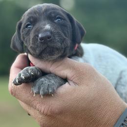 Minnow - Liver roan female German Shorthaired Pointer puppy in Six Mile, South Carolina from The Proper Pointer Co.