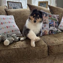 Boy 2- Flash - Black white and tan male Collie puppy in Allendale, Michigan from River-Valley Collies