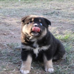 Frannie - Black tri-color female Australian Shepherd puppy in Sonoita, Arizona from Gardner Canyon Kennels