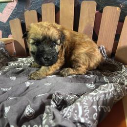Male spot 6 - Wheaten male Soft Coated Wheaten Terrier puppy in Gladewater, Texas from Felicias Swheaties