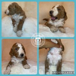 Goldendoodle and Poodle Puppies from L&L Poodles and Doodles