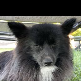 Pomeranian, Pomsky, and Siberian Husky All Grown Up from Mount Hope Siberians
