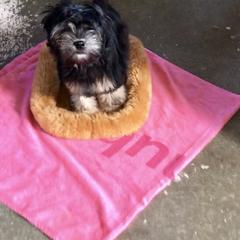 Lowchen Puppies from Calikij