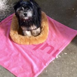 Lowchen Puppies from Calikij