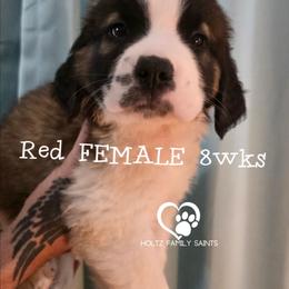 Girl 2 - White and brown female Saint Bernard puppy in Kaukauna, Wisconsin from Holtz Family Saints