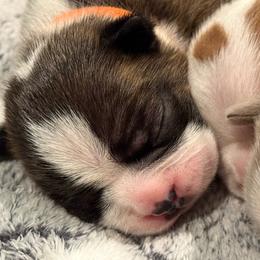 Dezi - Seal brindle and white male Boston Terrier puppy in Monroe, Washington from Nordkyn Boston Terriers