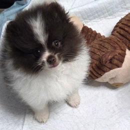 Bunny Girl 2 - Chocolate parti female Pomeranian puppy in Maplefalls, Washington from Snow peak poms