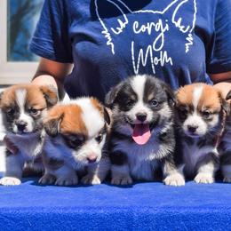 Pembroke Welsh Corgi Puppies from Annwyl McCorgis