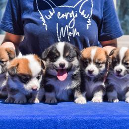 Pembroke Welsh Corgi Puppies from Annwyl McCorgis