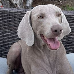 Weimaraners from Southern Magnolia Weimaraners