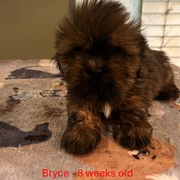 Bryce - Red Collar Male - Brown male Lhasa Apso puppy in Greensboro, North Carolina from Koenigplatz Kennel