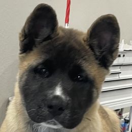 Ruby - Red Akita puppy in Reno, Nv Or Redding, Ca., Nevada from Kicho Na Akitas