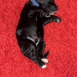 Sheepadoodle Puppies from Mojave Premier Kennels