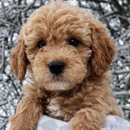 Bowie - Apricot male Goldendoodle puppy in Hendersonville, Tennessee from Ben's Best Buddy Goldendoodles