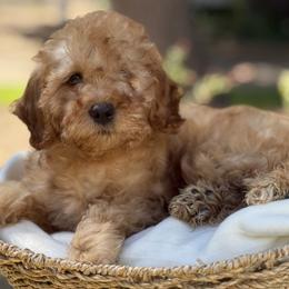 Rose - Red  female Goldendoodle puppy in Temecula, California from Country Hills Doodles