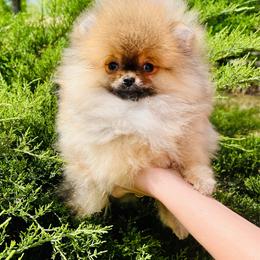 Elliot - Orange sable male Pomeranian puppy in Hot Springs, Arkansas from Pomeranian Empire