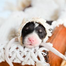 Queen - Black and tan female Pembroke Welsh Corgi puppy in Mona, Utah from Sorensen Corgis