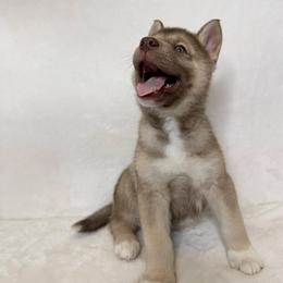 Shadow (nickname) - Red and white male Siberian Husky puppy in Fairborn, Ohio from Haven of Free Spirits