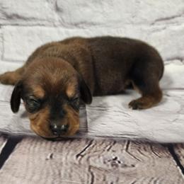Sam - Red male Dachshund puppy in Anaconda, Montana from Williams Family Dachshunds