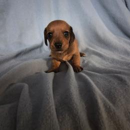 Cherry - Red female Dachshund puppy in Opelika, Alabama from Dachshund Darlins