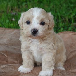 Lashley - Champagne female Maltipoo puppy in Lebanon, Kentucky from Mosaic Merle Doodles