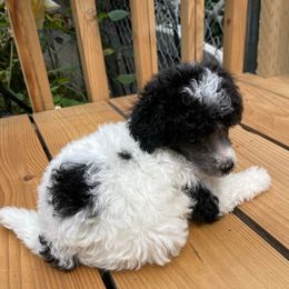 Poodles from Poodle Dog Land