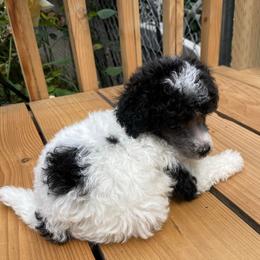 Poodles from Poodle Dog Land