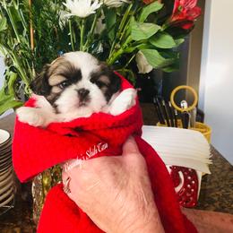 Cole- gold and white - Gold and white male Shih Tzu puppy in Manteca, California from Beauty's Shih Tzu (California)