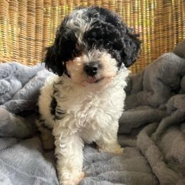 Sunny - Parti female Poodle puppy in Malvern, Arkansas from Sweet as dessert puppies