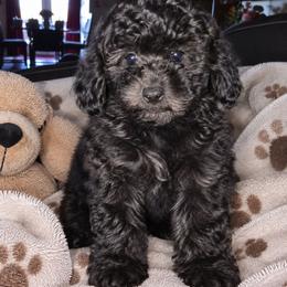 Aladdin - Black male Shihpoo puppy in Hertford, North Carolina from Heaven Sent Shihpoo's