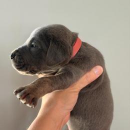 Blue Brindle Point (red collar) - Blue male Great Dane puppy in Kimball, Michigan from Starlight Danes