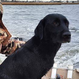 Labrador Retrievers from Barnegat Bay Pointing Labrador Retrievers